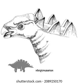 Hand drawn realistic dinosaurus Stegosaurus