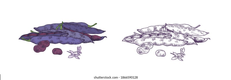 Hand drawn realistic drawing of turtle bean pods. Black beans, grains and flower isolated on white. Raw natural crop composition. Vector monochrome and colored illustration