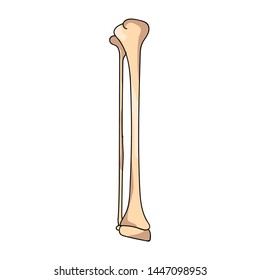Hand drawn realistic human bones. Vector illustration