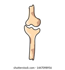 Hand drawn realistic human bones. Vector illustration