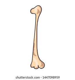 Hand drawn realistic human bones. Vector illustration