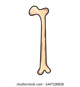Hand drawn realistic human bones. Vector illustration