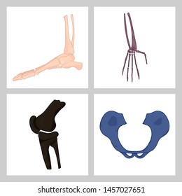 Hand drawn realistic human bones. Vector illustration