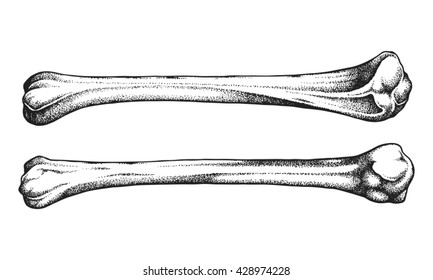 Hand drawn realistic human bones  Vector illustration