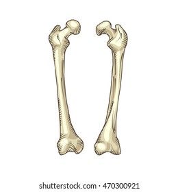 Hand drawn realistic human bones.