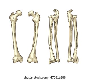 Hand Drawn Realistic Human Bones Stock Vector (Royalty Free) 470300921