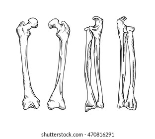 Hand drawn realistic human bones.