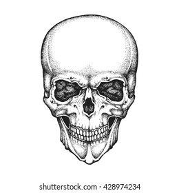 Hand drawn realistic human skull. Vector illustration