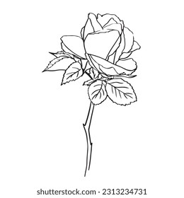 Hand drawn realistic open and unblown rosebuds. Decorative vector elements for tattoo, greeting card, wedding invitation. black silhouette outline rose, isolated on white.