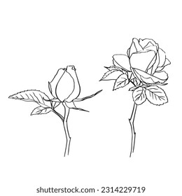 Hand drawn realistic open and unblown rosebuds. Decorative vector elements for tattoo, greeting card, wedding invitation. black silhouette outline rose, isolated on white.