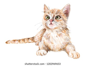 hand drawn realistic portrait of the lying ginger kitten 
