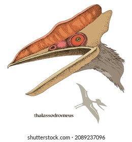 Hand drawn realistic pterosaur Thalassodromeus