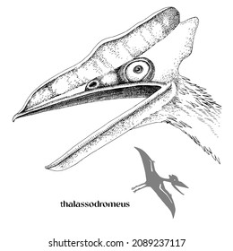 Hand drawn realistic pterosaur Thalassodromeus