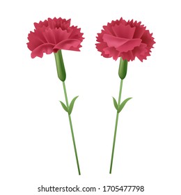 Hand drawn realistic red carnation flowers vector illustration, mother's day, wedding elements, white background, invitation, spring, summer plants, holiday celebration background, banner,