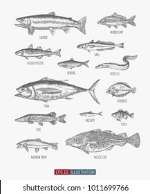 Hand drawn realistic river and ocean fishes set. Engraved style vector illustration. Template for your design works.