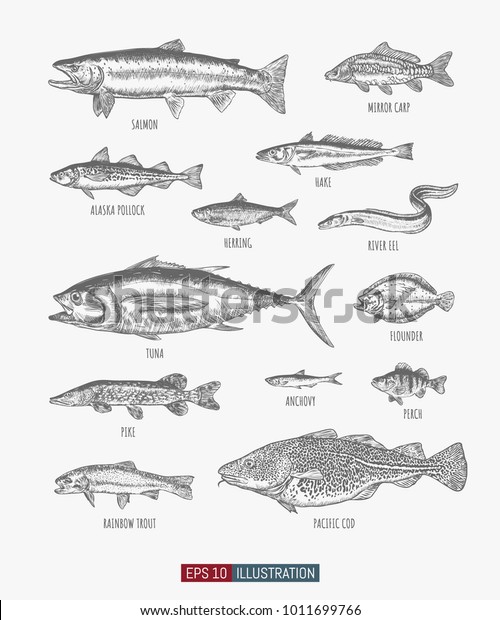 Hand drawn\
realistic river and ocean fishes set. Engraved style vector\
illustration. Template for your design\
works.