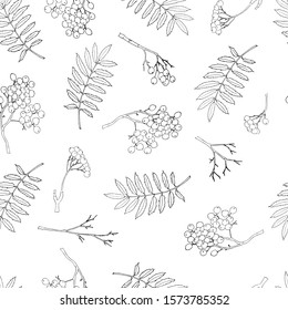 Hand drawn realistic rowan tree leaves and berries seamless background. Floral botanical endless texture. Ashberry pattern. Black and White. Flora illustration drawn in vector by hand