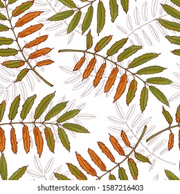 Hand drawn realistic rowan tree leaves and berries seamless background. Floral botanical endless texture. Ashberry pattern. Black and White. Flora illustration drawn in vector by hand
