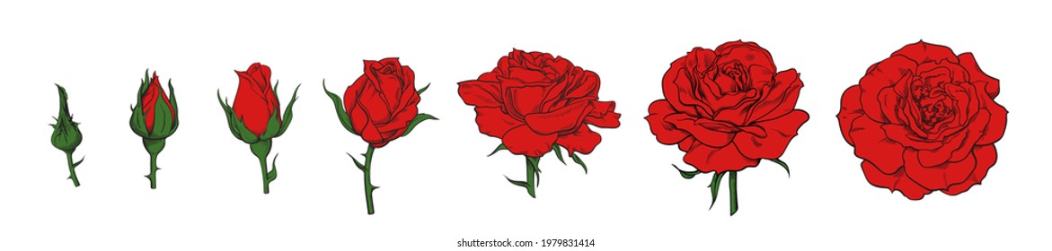 Hand drawn realistic set of red rose blooming from closed bud to fully open flower. Vector illustration isolated on white background. Design elements for wedding decoration, tattoo, greeting cards.
