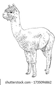 Hand drawn realistic sketch of alpaca  Vector illustration