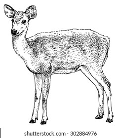 Hand drawn realistic sketch of a deer, isolated on white background