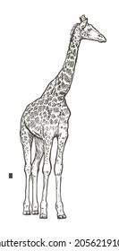 

Hand drawn realistic sketch of giraffe, vector illustration
