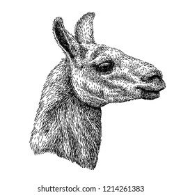 Hand drawn realistic sketch of lama Alpaca, black and white drawing, isolated on white. vector illustration. Vintage style image.