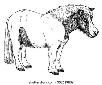Hand drawn realistic sketch of a pony