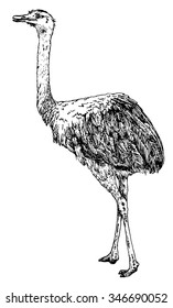 Hand drawn realistic sketch of rhea, isolated on white background