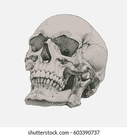 Hand Drawn Realistic Skull. Dotted Technique. Dark Silhouette on Light Grey Background. Hyperrealistic Vector Design. Human Bone. EPS 10.