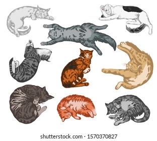 Hand drawn realistic sleeping cat vector set in color.
