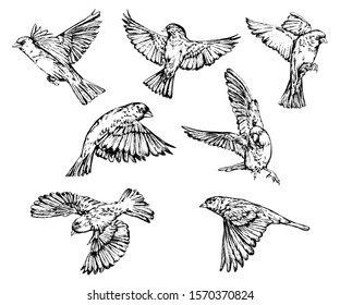 Hand Drawn Realistic Sparrow Birds Vector Stock Vector (Royalty Free ...