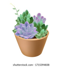 Hand drawn realistic vector illustration of succulent plants, succulent plant combinations, balcony plants, indoor plant decoration, spring and summer elements, pink plants,