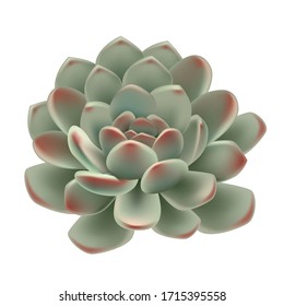 Dibujo manual realista de vectores de plantas suculentas, suculentas combinaciones de plantas, plantas de balcón, decoración de plantas interiores, elementos primaverales y veraniegos, plantas rosas,