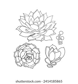 Dibujo manual de ilustraciones vectoriales realistas de plantas suculentas (Echeveria), vista lateral. Cartel botánico con flores de Cacti. Para imprimir postales, logotipos, iconos. Ilustración de vector por línea 