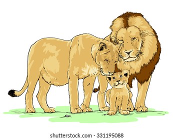 Hand drawn realistic vector illustration of a family of lions, isolated on white background   
