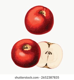 Hand drawn red apples illustration, vintage vector isolated on white. Vintage hand drawn food illustration, antique drawing, vector. Vintage fruit illustration vector.