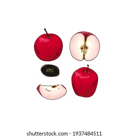 Handgezeichnete rote Äpfel-Set. Farbillustration im Skizzenstil.