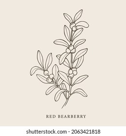 Hand drawn red bearberry illustration