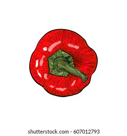 Hand drawn red bell pepper isolated on white background. Top view. Engraved style capsicum. Healthy fresh eco food. Art vector illustration.