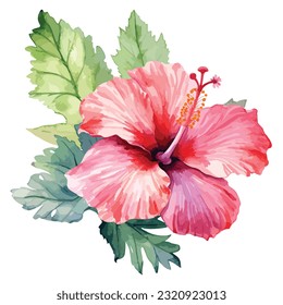 Hand drawn red blossom hibiscus flowers with green leaves isolated on white background. Watercolor style hand draw painting. Vector illustration.
