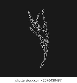Hand drawn red bubble algae graphic illustration. Natural drawing