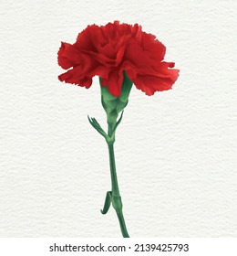 Hand Drawn Red Carnation Flower Illustration For Korean Parents' Day And Teacher's Day