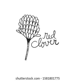 hand drawn red clover flower vector illustration. creative floral designs for a room, fabric, wrapping, wallpaper, textile, apparel.