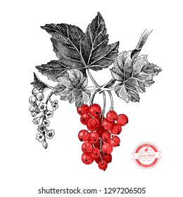Hand drawn red currant branch with leaves and flowers. Vector illustration