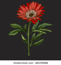 Hand drawn red daisy flower with stem and leaves isolated on black background. Botanical vector illustration