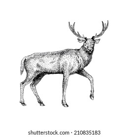 Hand Drawn Red Deer