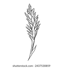 Hand drawn red ginger flower. Vector engraved illustration. Spicy rhizhome vegetable. Food ingredient, aromatherapy, cooking. For cosmetic package design, medicinal herb, treating, healt care.
