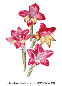 Hand drawn red gladiolus flower design element Free download It`s perfect for fabrics, t-shirts, mugs, decals, pillows, logo, pattern and much more!