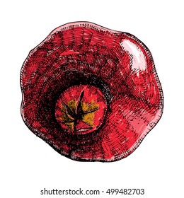 Hand drawn red glossy pomegranate. Pomegranate sketch style illustration. Organic food. Vector.